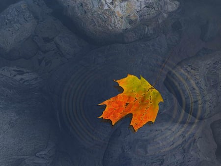 Leaf - calm, silence, delicious, blue, romantic, great, reflection, dark, terrific, water, beautiful, pond, simple, colors, cool, river, grey, nature, awesome, adorable, leaf, rocks