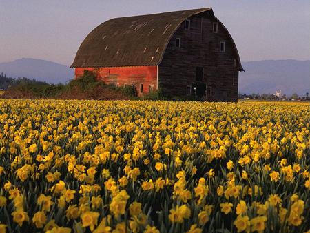 flowering nature - farm, flower, mountains, vintage, nature, paradise