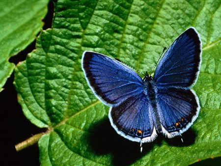 Blue Butterfly - butterfly, butterfly landing, butterfly on leaf, blue butterfly