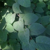 Green Leafs in Summer Morning