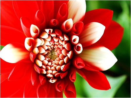 Dahlia in red and white - white, dahlia, red, close, flower