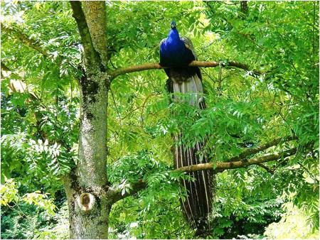 Peacock perch - branches, peacock, perch, tree