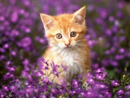 Lovely Kitten - flowers, purple, kitten, cute, lovely