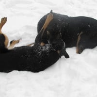 Wrestling Dogs