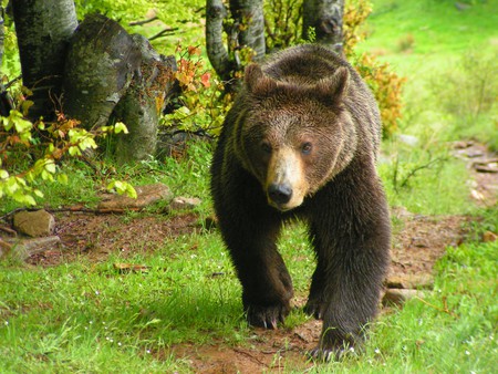 Bear - nature, nymfaio, bear