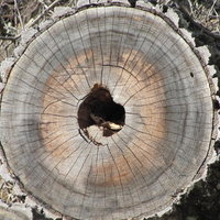 Old Sawed Log