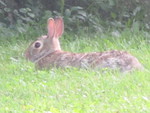 Back Yard Bunny