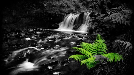 beautiful - black, white, water, beautiful, green