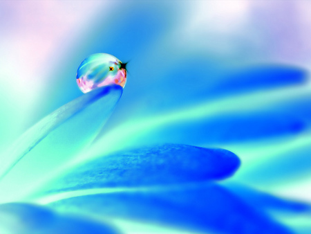 Dewdrops . jpg - dewdrop, blue, flower, petals