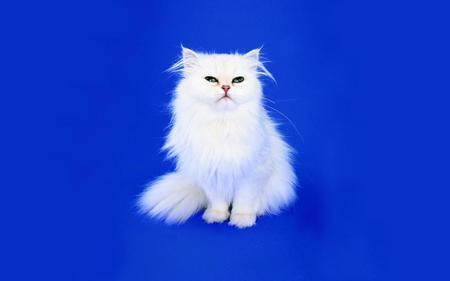 PRETTY WHITE CAT FORGROUND WITH BLUE BACKGROUND