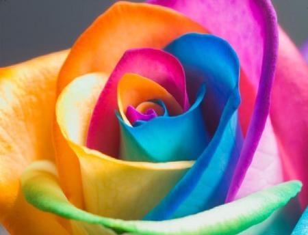 Colorful Rose - rain, colorful, yellow, beautiful, pink, petals, blue, green, orange, flower