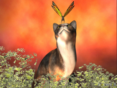 Goliath and the Butterfly - outside, butterfly, cat, plants