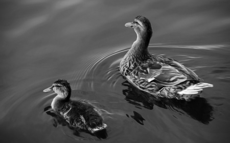 Mother & Ducky - nature, water, animal, black and white, birds