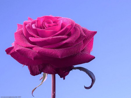 Dew on the petals - blue, rose, petals, pink, dew drops