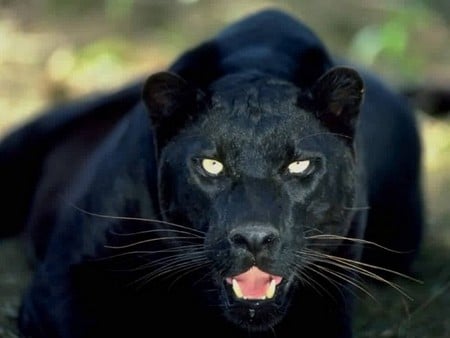 Laughing Panther - black panther, pretty kitty, panther, laughing panther