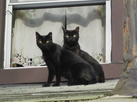 Cats - yellow eyes, black cats