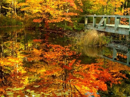 Autimn Reflections - autumn reflections, fall, river, water, autumn, stream, lake, leaves