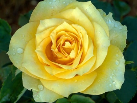 Yellow Rose - yellow rose, rose, petals, dew drops, leaves