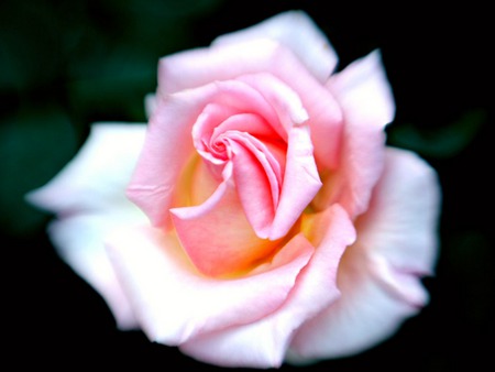 Pink Rose - leaves, dew drops, pink rose, petals