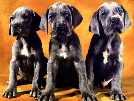 Trio  - white, sitting, grey, puppies