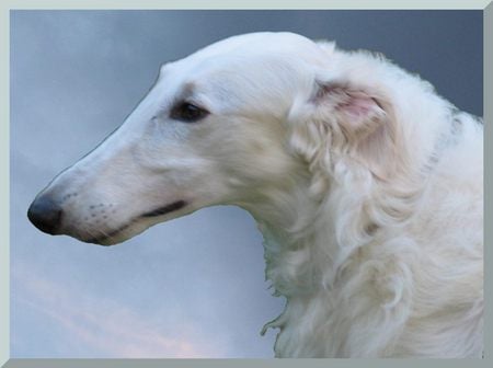 White Borzoi - beautiful, white borzoi, borzoi, dog