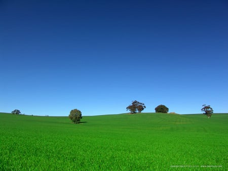 GREEN FIELD - crops, field, farm