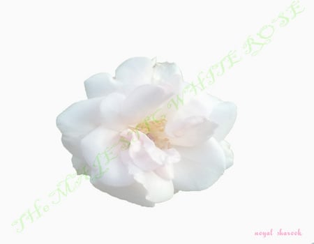 the majestic white rose - white, nature, majestic, rose, pure, flower, whiterose