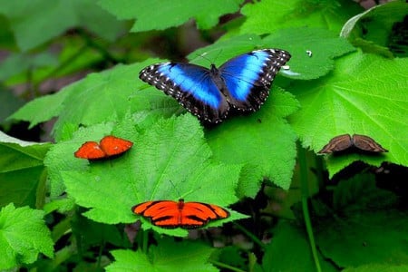 Beautiful Butterfly - butterfly, picture, beautiful