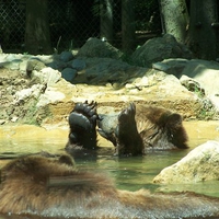 Grizzly Bear at Play