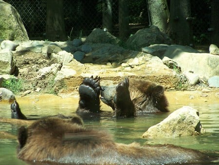 Grizzly Bear at Play - bear, zoo, grizzly, grizzly bear