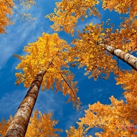 autumn blue and orange-