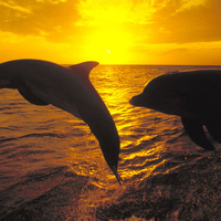 Sunset_Jump_Bottlenose_Dolphins-Honduras