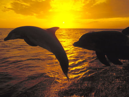 Sunset_Jump_Bottlenose_Dolphins-Honduras - animals