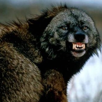 Snarling Wolf Montana