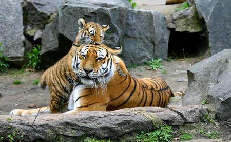 Tiger - animal, tiger, tigre