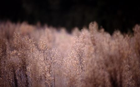 Tarragon (WDS) - widescreen, tarragon, photography, wds, night