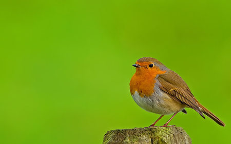 American Robin (WDS) - songbird, american robin, widescreen, wds