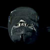 Barrakuda  -  Monsters of the Deep
