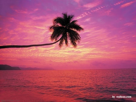 Palm Sunrise  - palm-sunrise, palm, sunrise