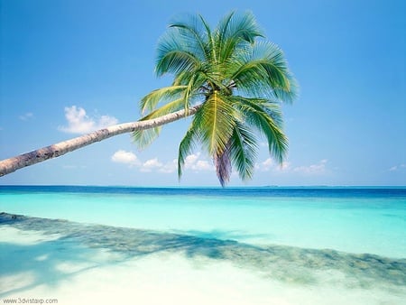 Palm Blue Island  - palm-blue-island