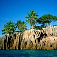 Palm Trees by the Ocean