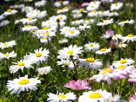 flower,summer - moonflower, green, summer, grass, spring, flower