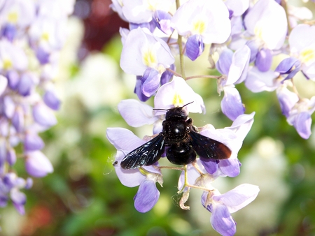 sweet broom,bee,black - bugs, bee, bug, sweet broom, black, flower, spring