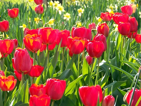 Tulip - tulip, color, garden, grass, spring