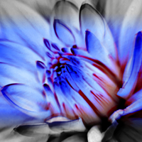 blue-flower