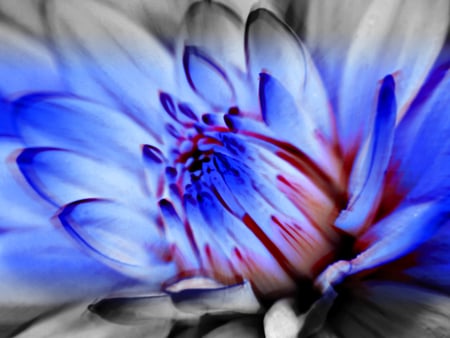 blue-flower - nature, art, abstract, flower