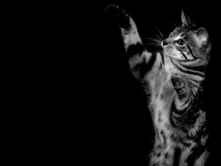 Bye-Bye - cat, animals, cats, kittens, kitty, black and white, photos, kitten