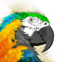 Pretty Parrot Painting