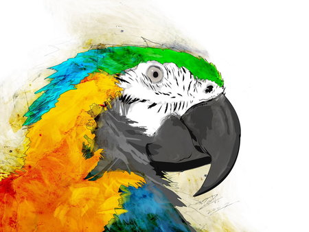 Pretty Parrot Painting