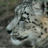 Snow leopard